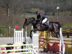 Concours d'entraînement - Haras national du Pin