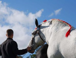 Championnat de France du Percheron - Le Pin au Haras