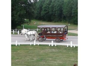 Promenade en attelage - Haras du Pin