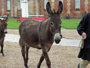 Concours de l'âne normand au Haras du Pin