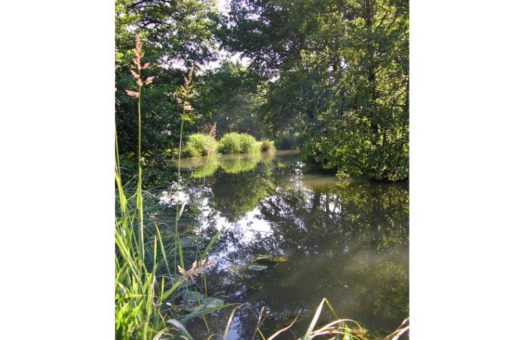 Sortie chant d'oiseaux