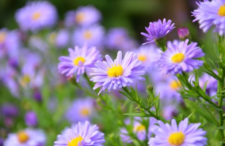 fleur 2