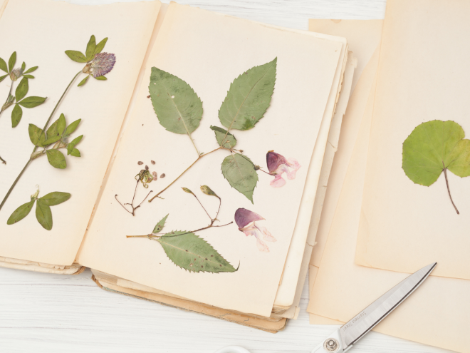 herbier - 1
