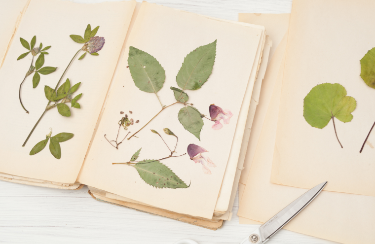 herbier - 1