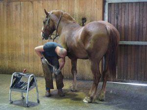 Visite de la maréchalerie - Haras du Pin