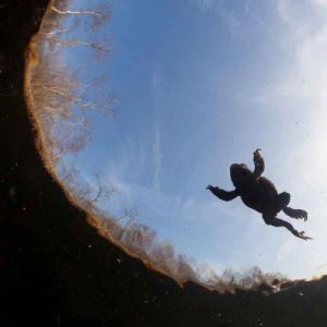 Visuel Expo RANES Au fil de l'eau Batraciens