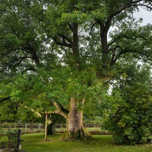 L'arbre de l'année