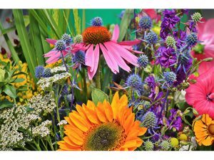Bourse aux plantes