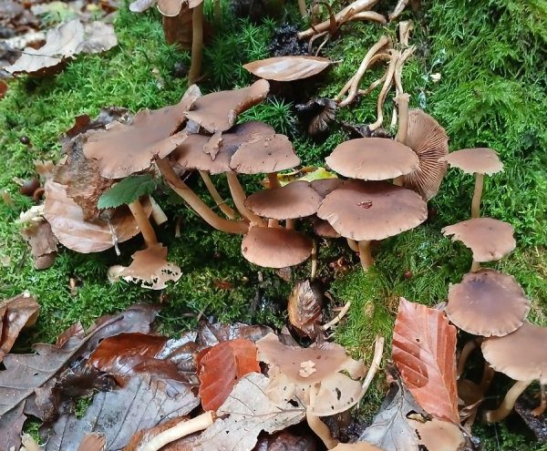 sortie_mycologique - 1