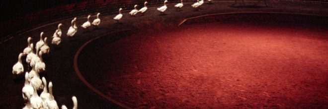 Exposotion Zingaro au Pin-au-Haras