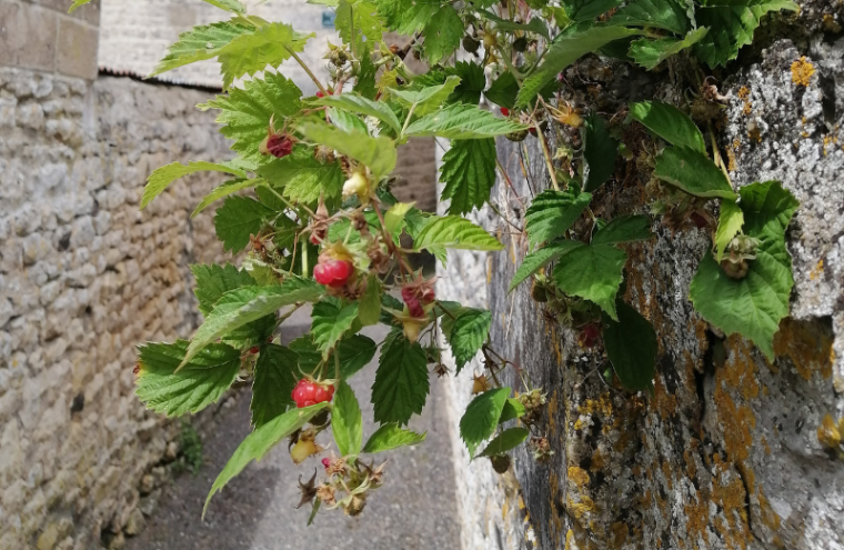 Entre eaux et terre à Ecouché