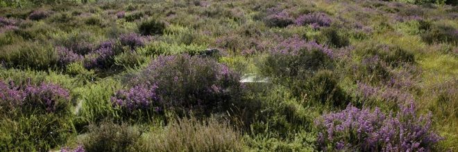 vaudobin.paysage_D.COMMENCHAL