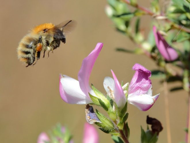 Bourdon_Bombus_Coteau de la Butte_C.AUBERT (3)
