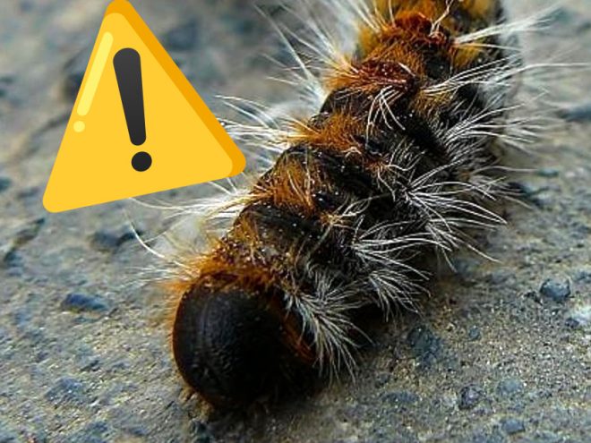 Chenille