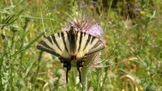 Iphiclides_podalirius (1)