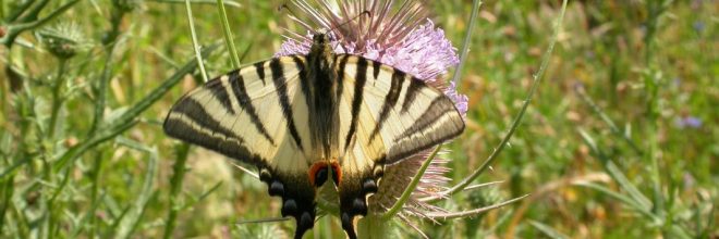 Iphiclides_podalirius (1)