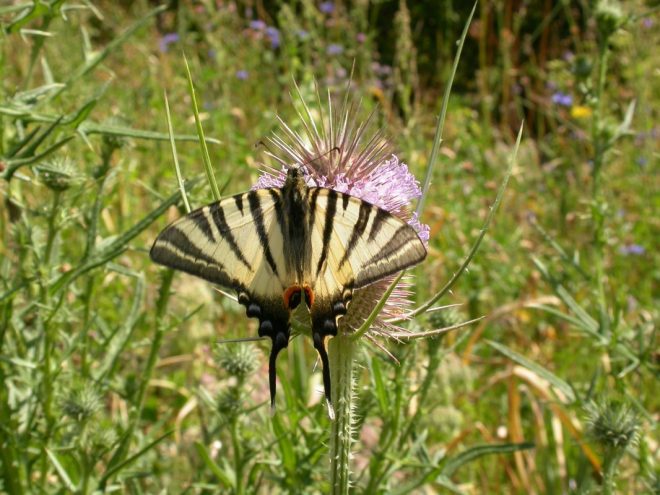 Iphiclides_podalirius (1)