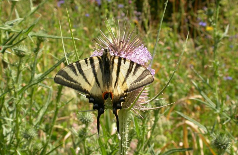 Iphiclides_podalirius (1)