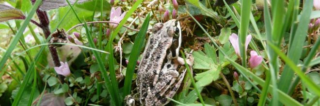 Grenouille_Sainte Eugénie