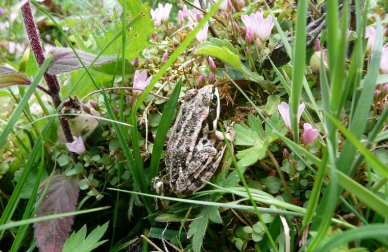 Grenouille_Sainte Eugénie